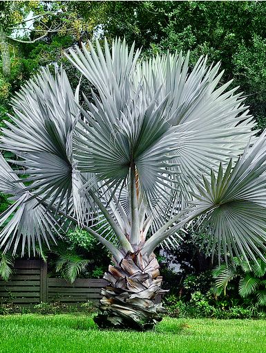 Bizmark Palm Tree
