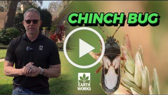 Chinch Bug Video