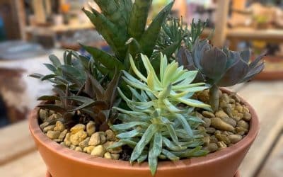 July Container Gardening Recipe 2025