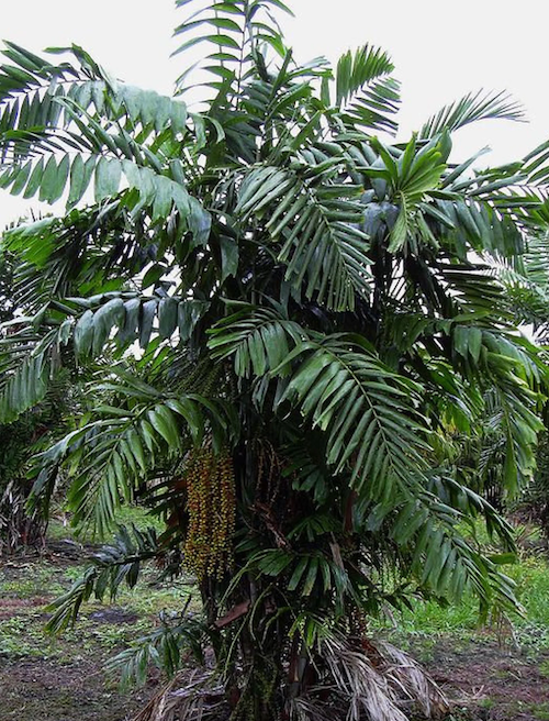 Dwarf Sugar palm copy