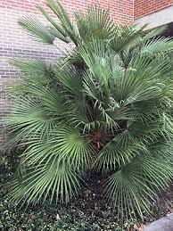European Fan Palm