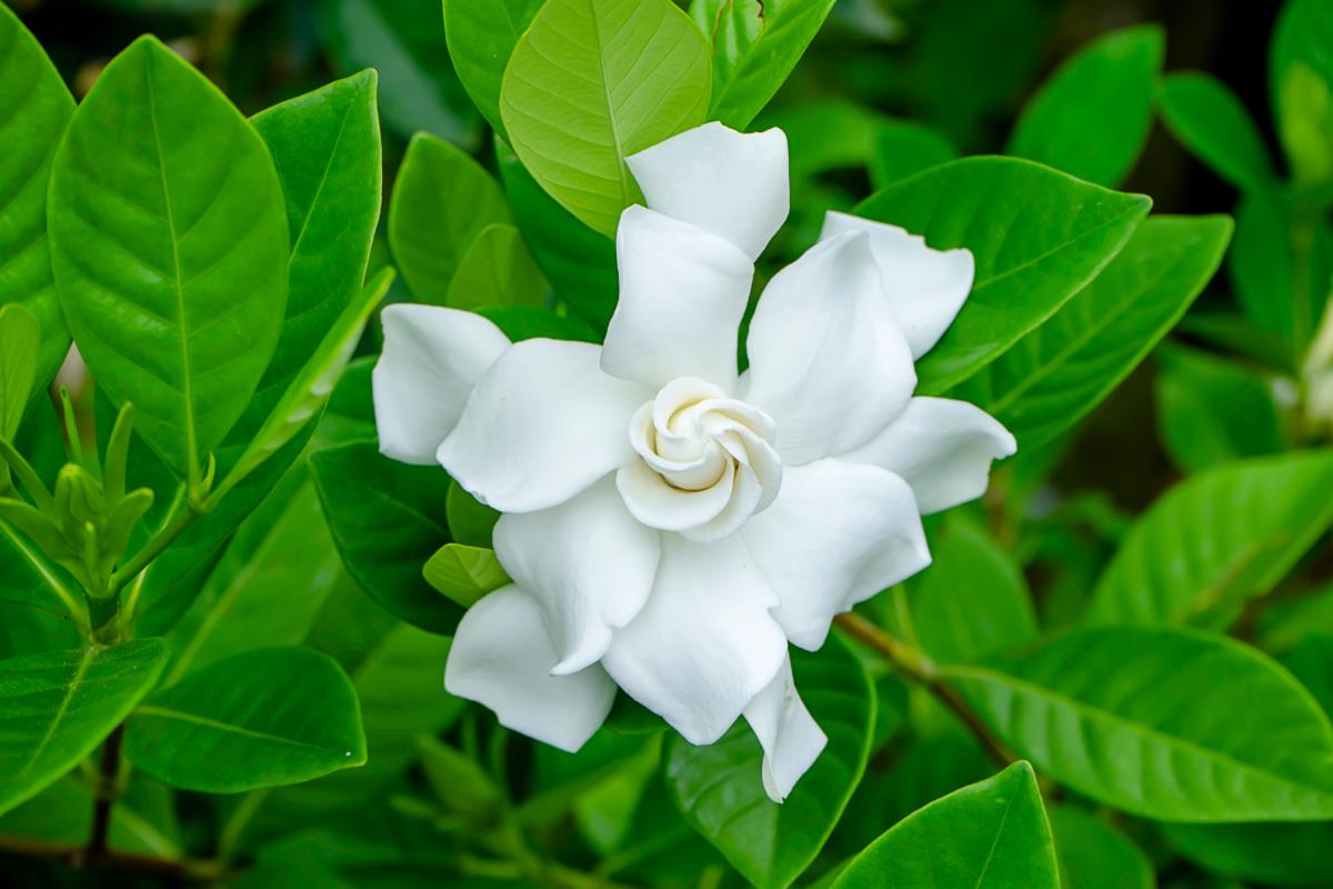 Gardenia