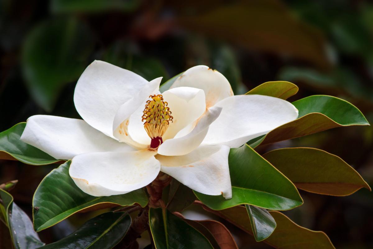 Magnolia