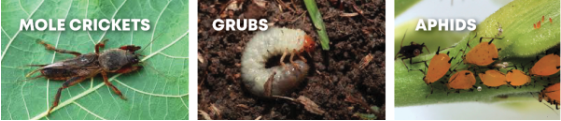 Mole cricket Grub aphid