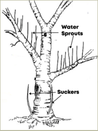 Pruning Diagram
