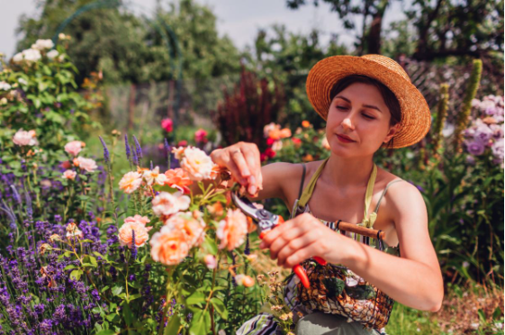 Pruning Roses