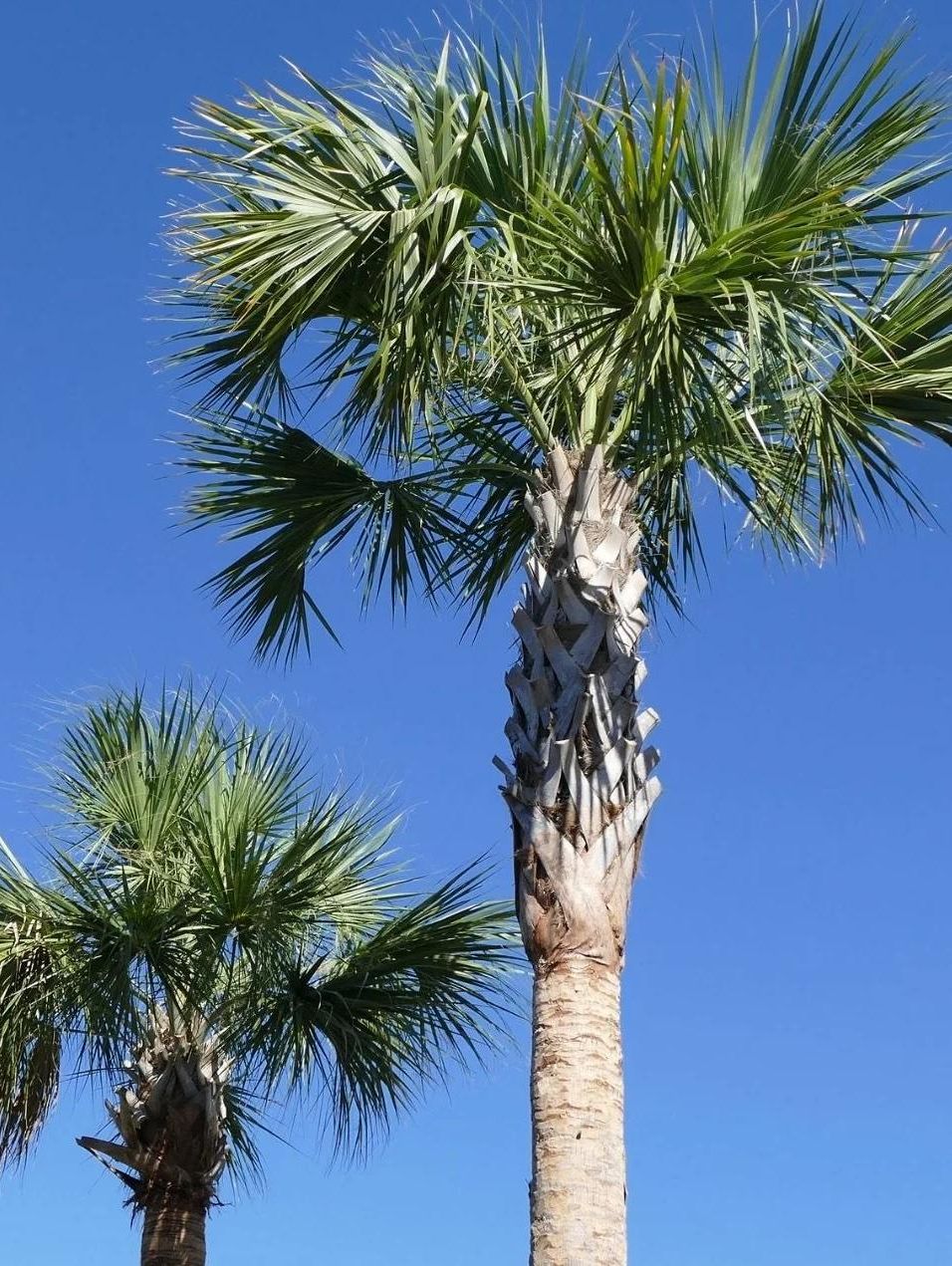 Sabalpalmetto 1650x copy