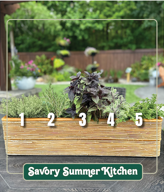 Savory Summer