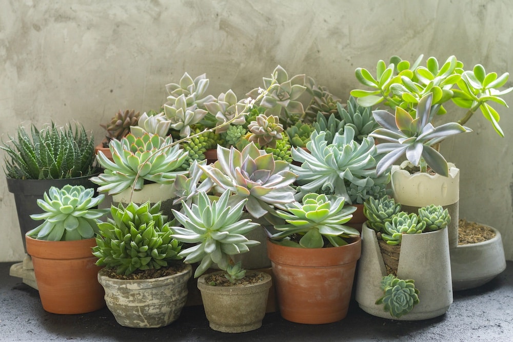 variety of succulent plants in pots, close up image variety of succulent plants in pots, close up image