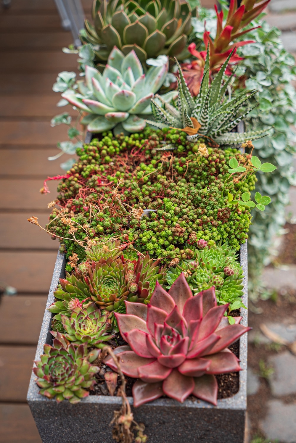 Succulent window box Succulent window box