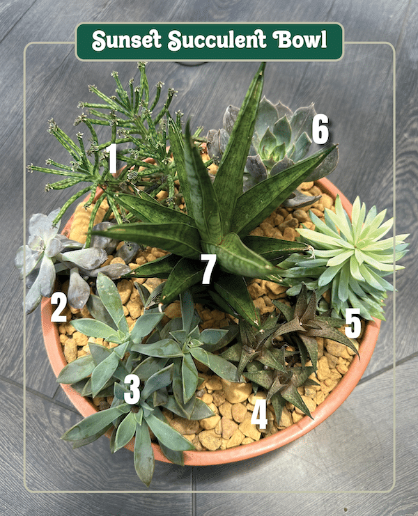 Sunset Succulent Bowl copy Sunset Succulent Bowl copy