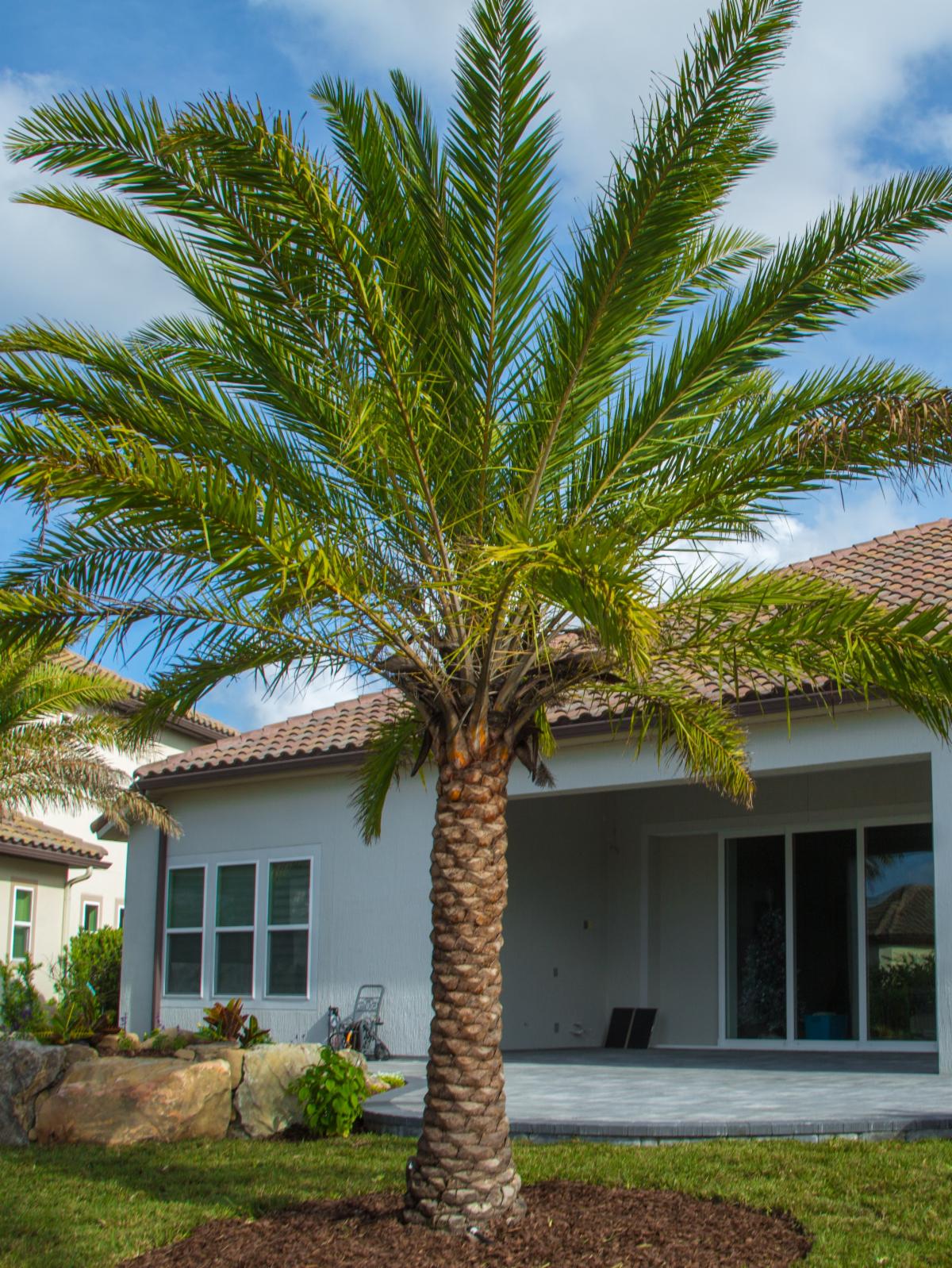 Sylvestris Feature palm copy