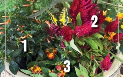 April Container Gardening Recipe 2025