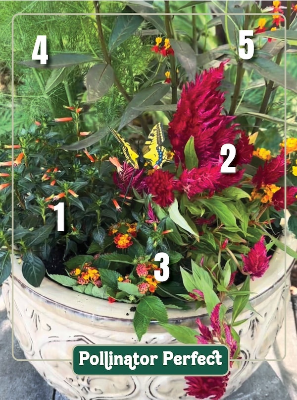 Thumbnail Pollinator Perfect copy