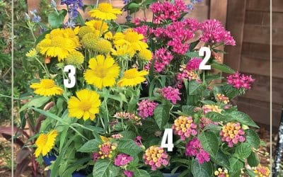 May Container Gardening Recipe 2025