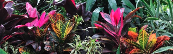 Tropicals