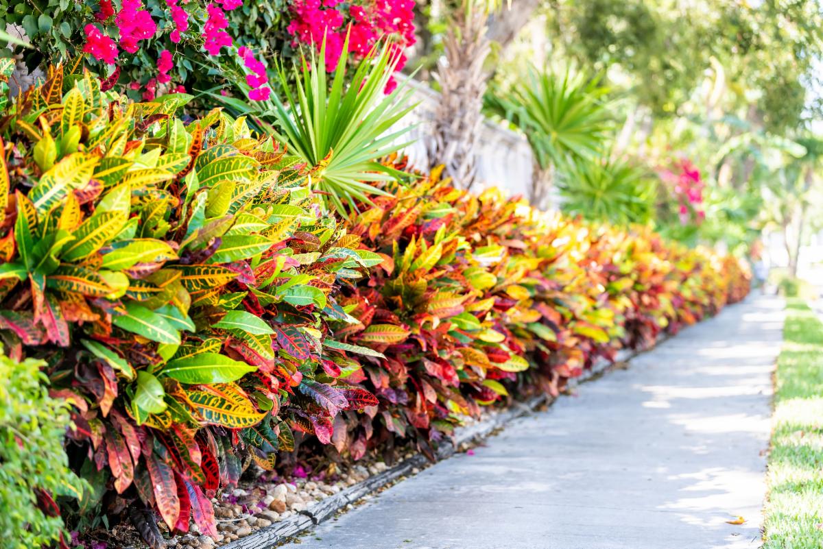 croton in the garden