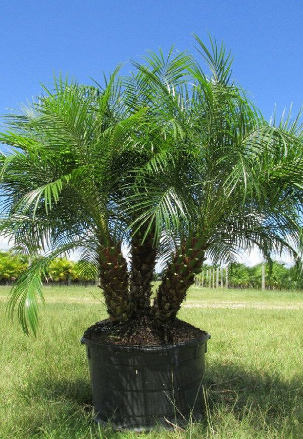 pygmydatepalm 1445x