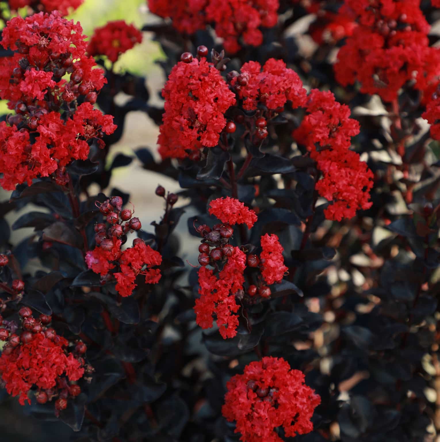 0003274 black diamond radiant red crape myrtle