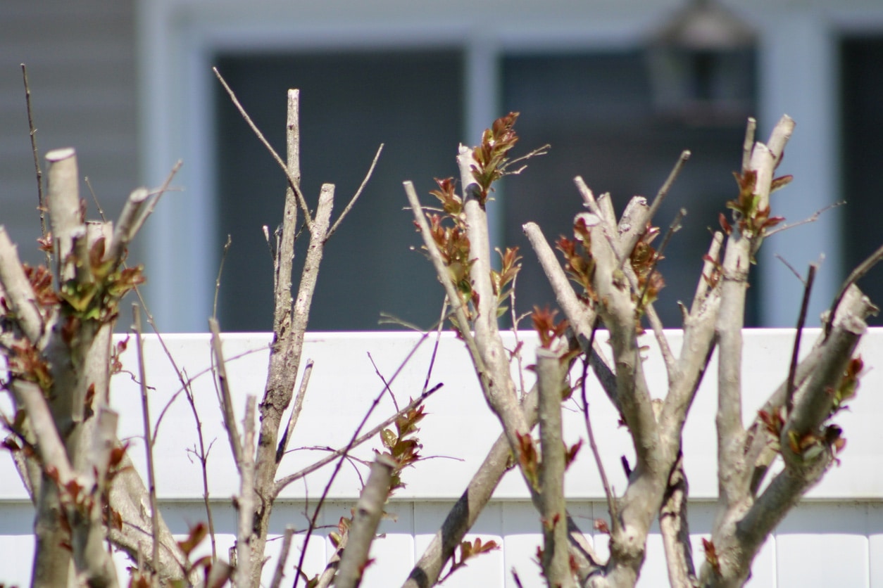 Crepe Myrtle Tree