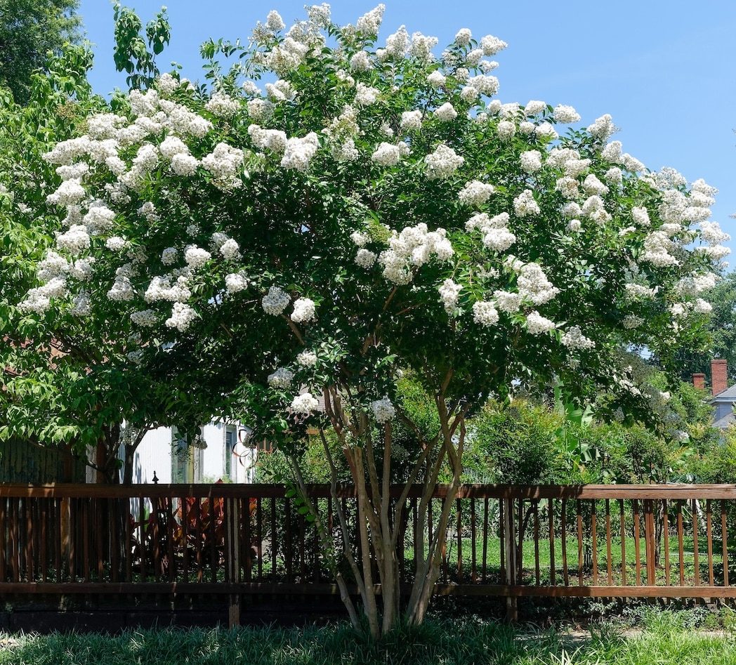 Blooming summer white crepe myrtle in residential neighborhood.