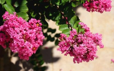 Crape Myrtles for Florida Yards: Varieties, Uses & Care