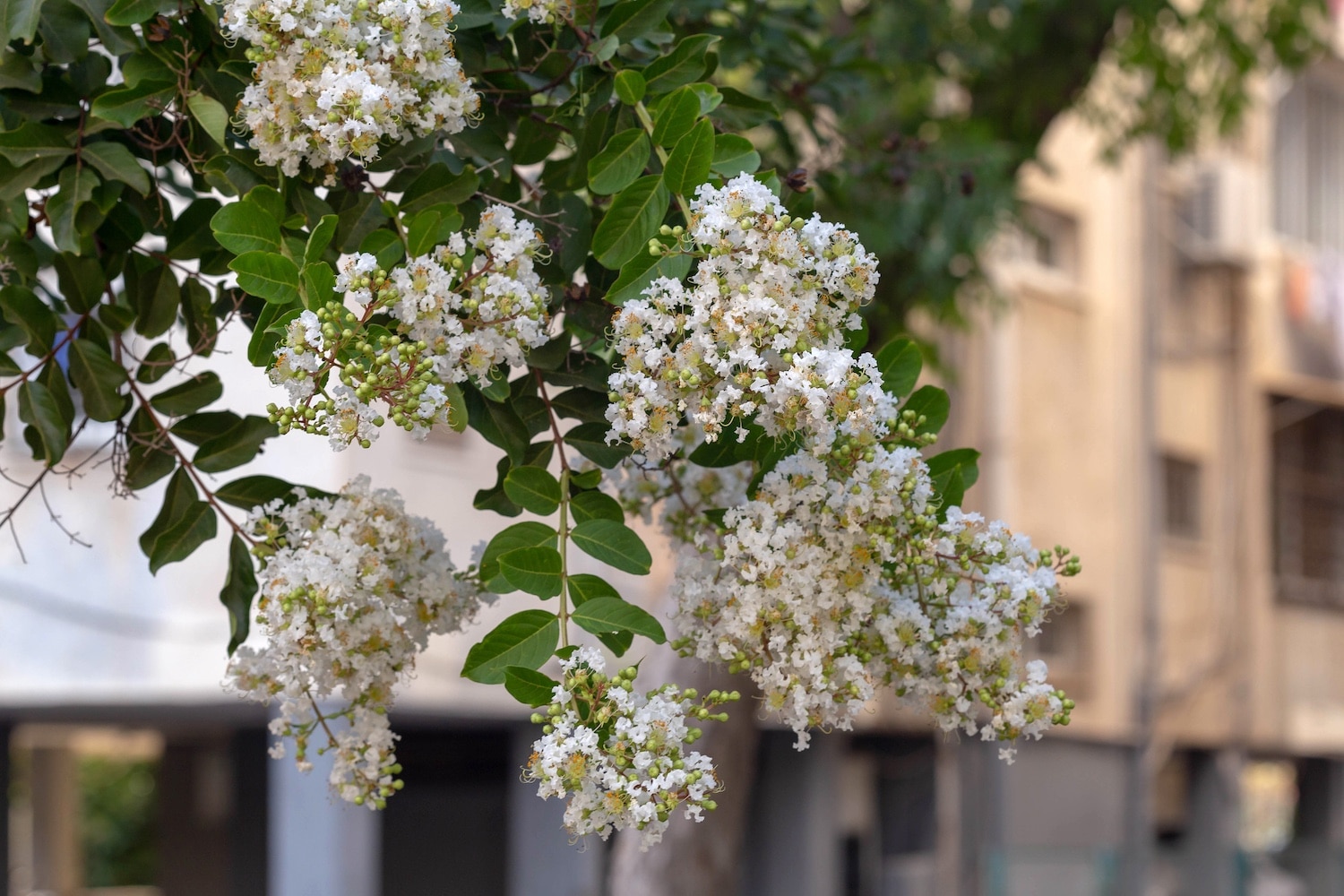 Twig with beautiful white flowers Lagerstroemia indica (crepe myrtle) blooms in the park. Selective focus. Macro. Israel