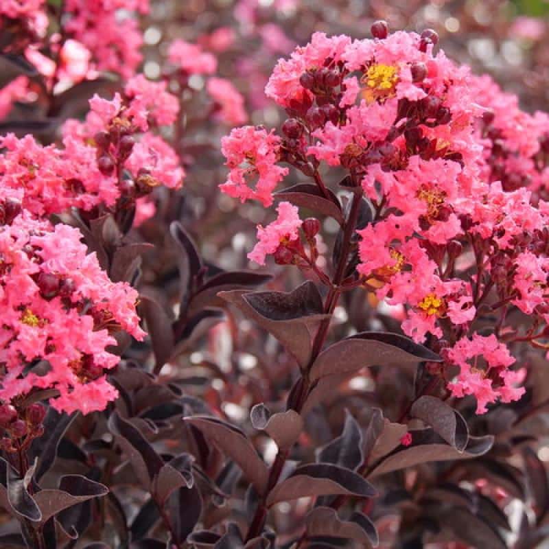Crape Myrtle center stage Pink