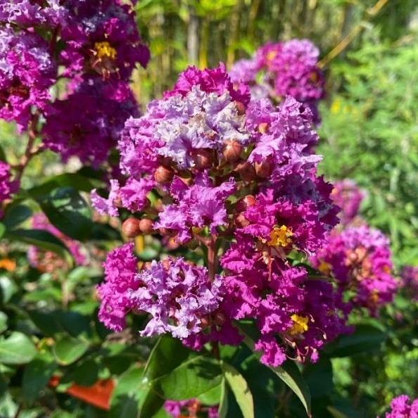 fire purple Crape Myrtle