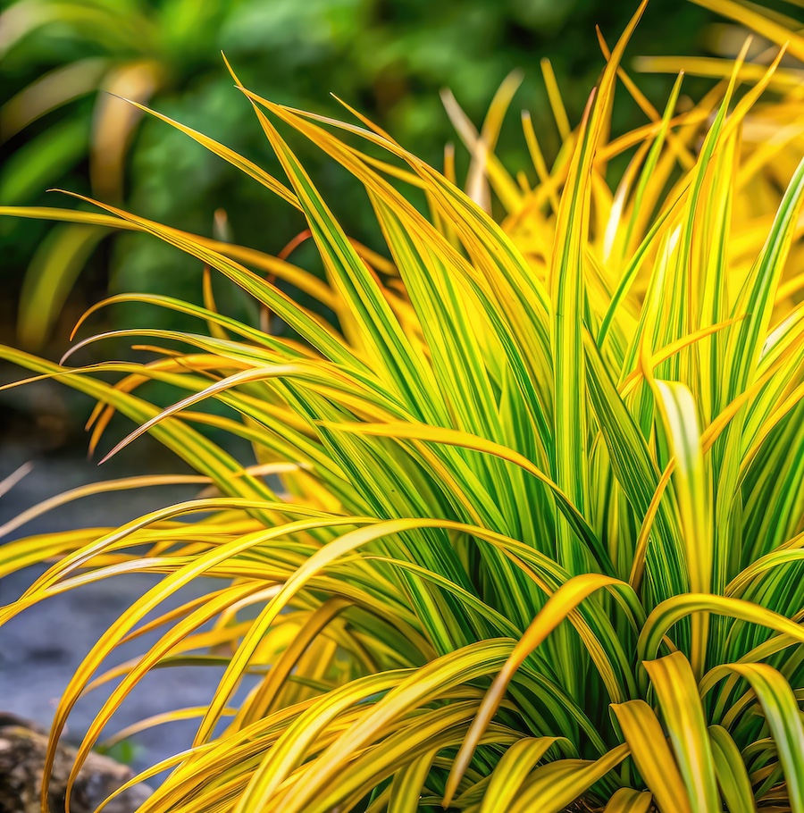 Low maintenance Japanese Forest Grass (Carex Oshimensis) boasts vibrant yellow foliage, ideal as an ornamental ground cover.