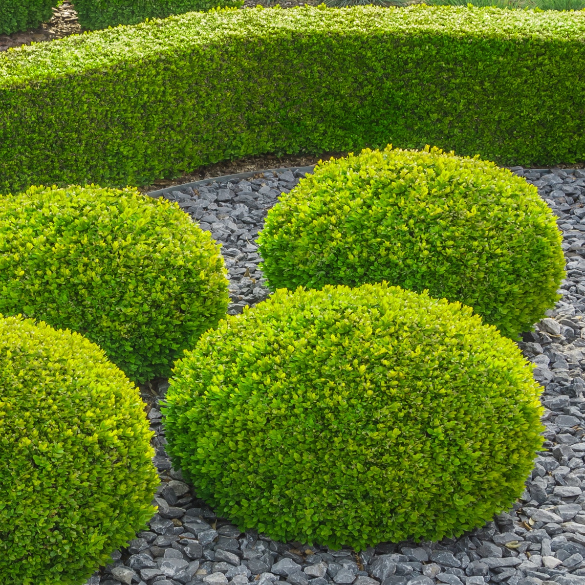 Kleiner Ziergarten mit kugelförmig geschnittenen Büschen Felsen und Hecke Small ornamental garden with spherical shaped globular bushes and hedges