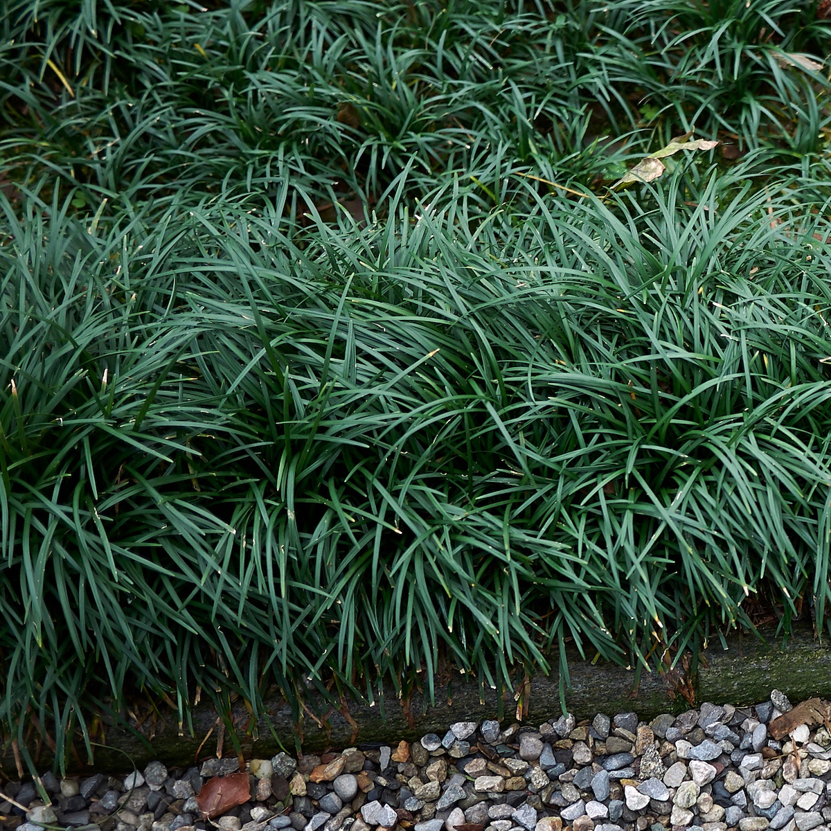 Ophiopogon japonicus