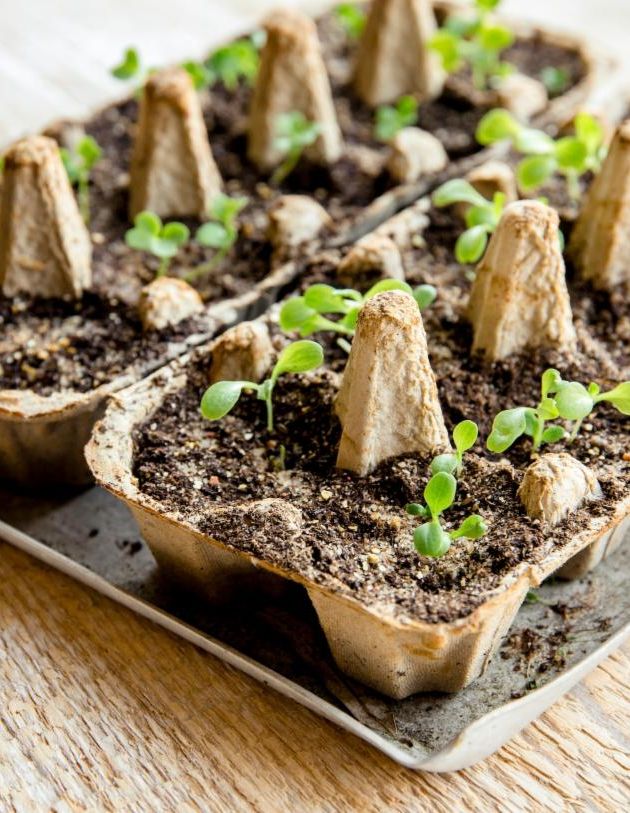 Starter seeds