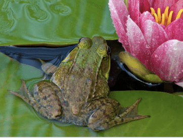 Frog on a lily pad