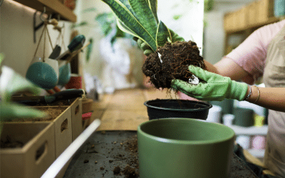How To Save Freeze-Damaged Houseplants