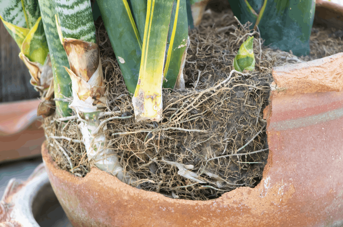 Close-up of a root-bound snake plant in a cracked terracotta pot, with dense tangled roots and compacted soil exposed around the base of the plant.