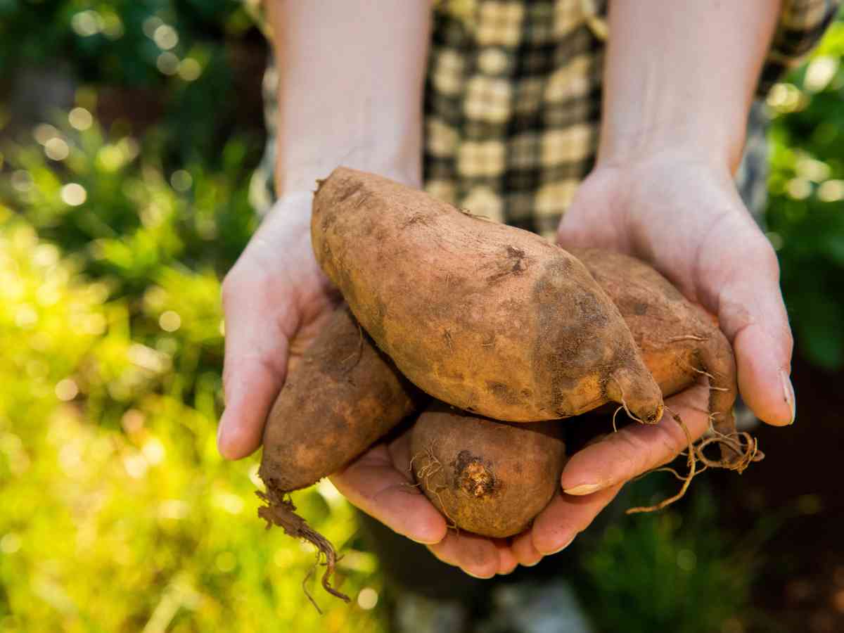 quick growing vegetables in jacksonville fl sweet potatoes