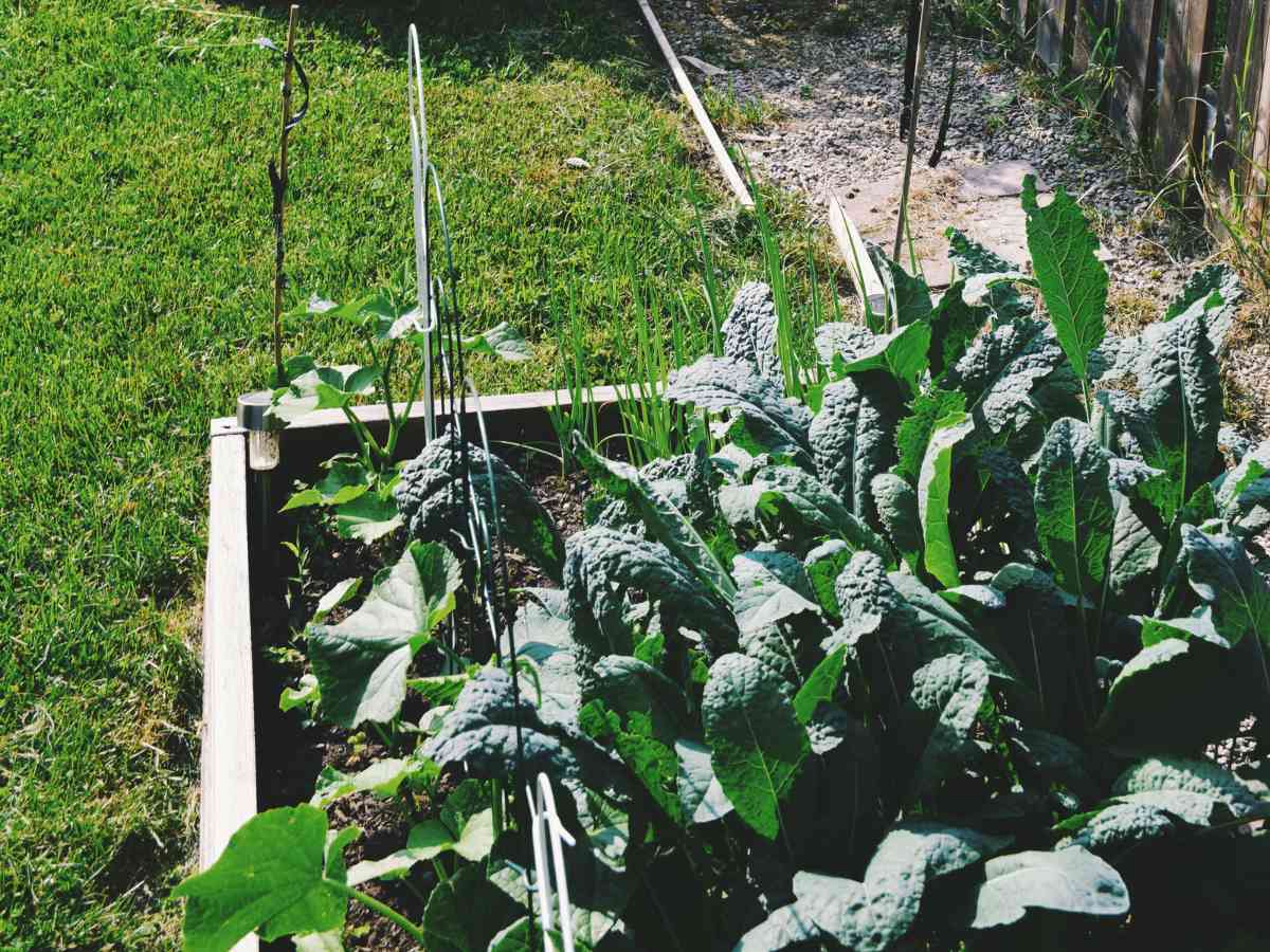 easiest vegetables to grow in a home garden in jacksonville fl