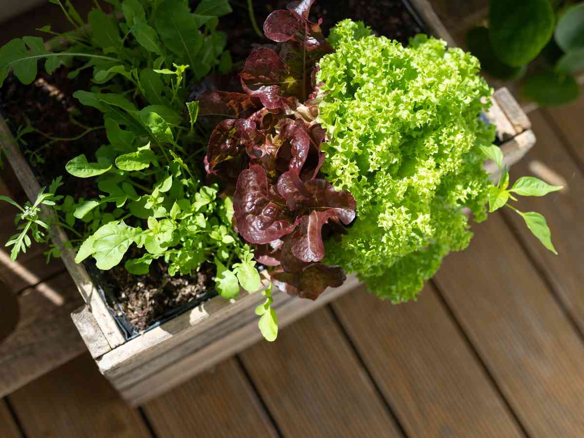 simple vegetables to plant in jacksonville fl