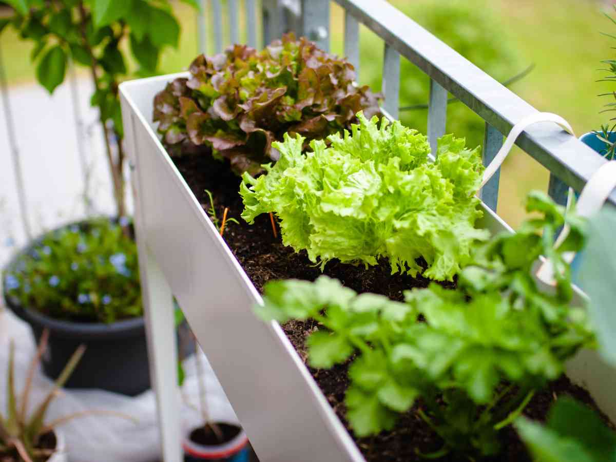 balcony vegetable garden with lettuce