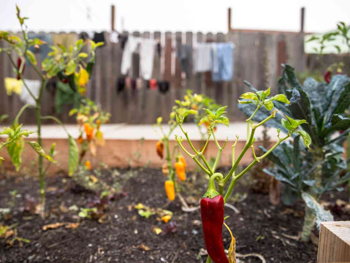 vegetables that require little care in jacksonville fl