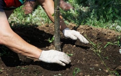 The Right Way to Plant New Trees: Why You Need a Ring Bowl