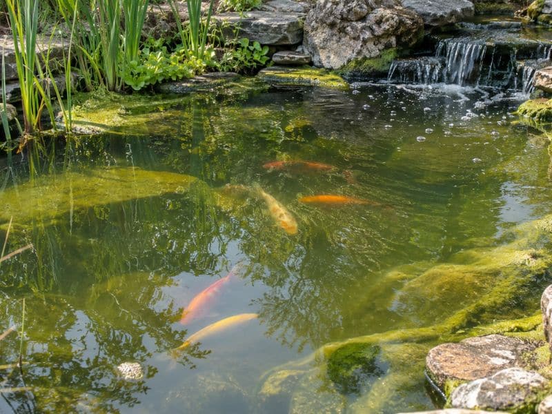 Backyard koi pond with green algae growing along the rocks and waterline.
